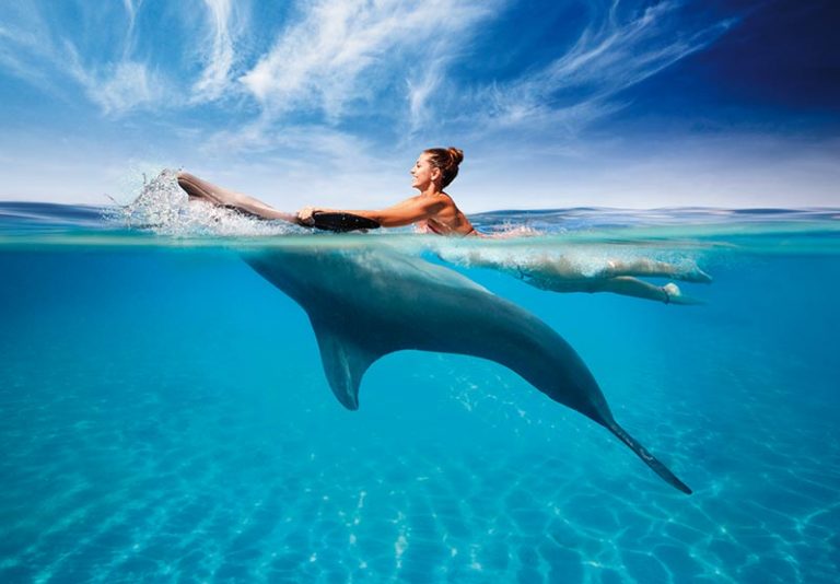 dolphin-swim-1