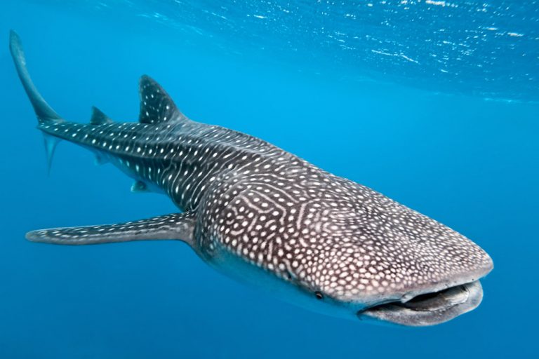 nadar-con-el-tiburon-ballena-una-experiencia-unica